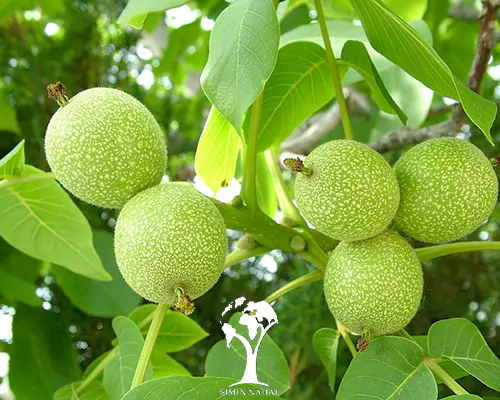 گردو